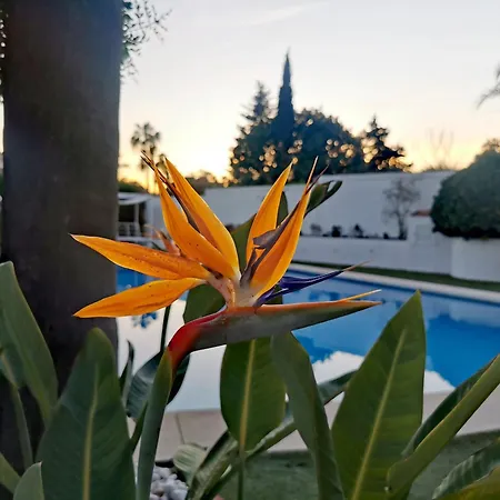 Villa Stunning And Luxury In Marbella-atalaya - 250m To Gc Atalaya, 2x 18 Holes And Very Close To The Of San Pedro De Alcantara And Puerto Banus Or Puente *